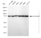 KD-Validated Anti-Aconitase 2 Rabbit Monoclonal Antibody